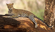 Leopard Samburu Kenya